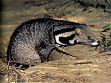 Civet - Animals Town