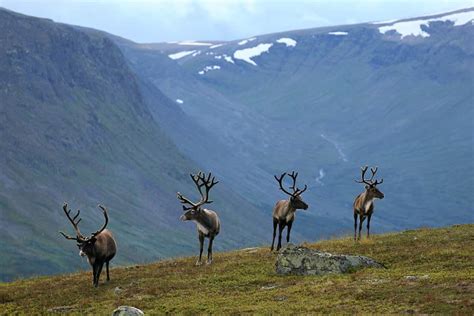 Wildlife Expedition in Sarek National Park • Jokkmokkguiderna