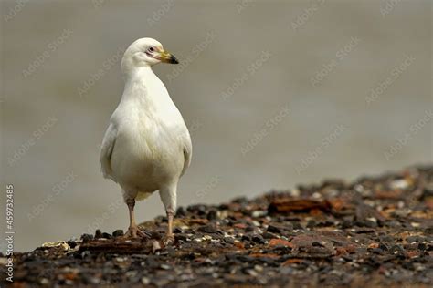 pombo antartico Stock Photo | Adobe Stock