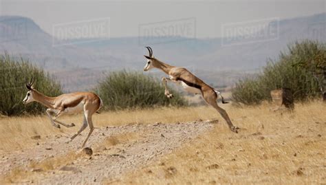 Running springboks in mid-jump, Palmwag, Namibia. - Stock Photo - Dissolve