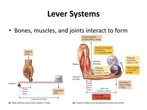 PPT - Skeletal Muscle Mechanics PowerPoint Presentation, free download - ID:2127676