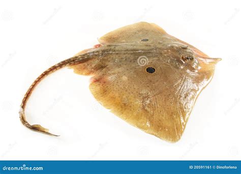 Skate fish stock image. Image of food, meal, ingredient - 20591161