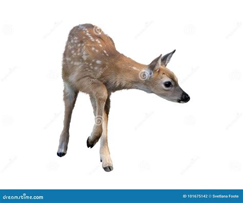 White-tailed deer fawn stock photo. Image of brown, isolated - 101675142