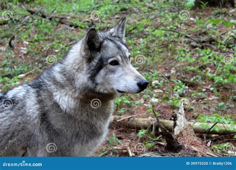 Beautiful Timber Wolf In Natural Habitat Stock Photo - Image: 30975520