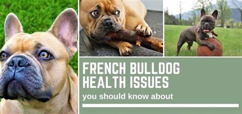 French Bulldog Health Issues you need to know about - Bull Terrier HQ