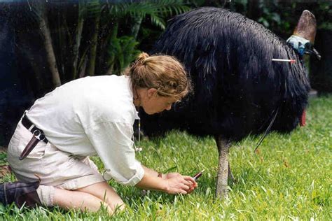 Cassowary Conservation | Wet Tropics Management Authority