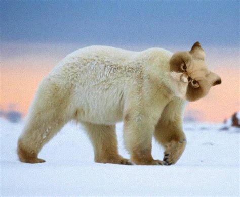 Polar Cat : r/HybridAnimals