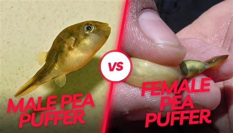 Male Vs Female Pea Puffer- How To Tell The Difference?