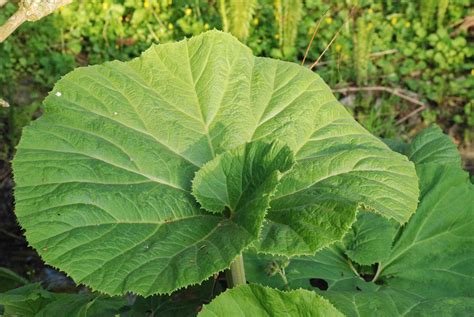 PETASITES hybridus, petasite géante, couvre-sol, berge - Le Jardin d'eau