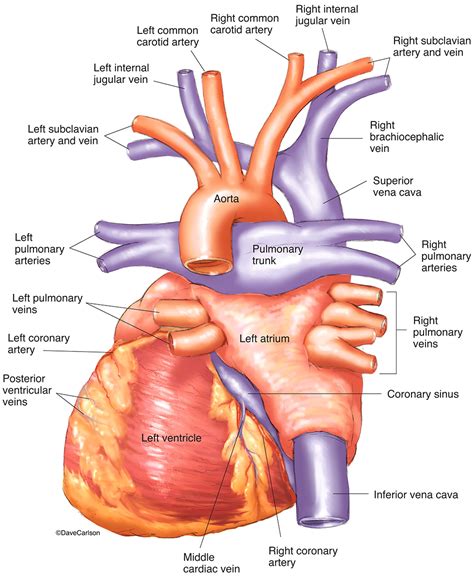 Human Heart - Posterior View photo Cardiac Anatomy, Dental Anatomy, Medical Anatomy, Human ...