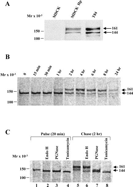 Characterization of human hephaestin. A, immunoblot analysis of T84 and... | Download Scientific ...