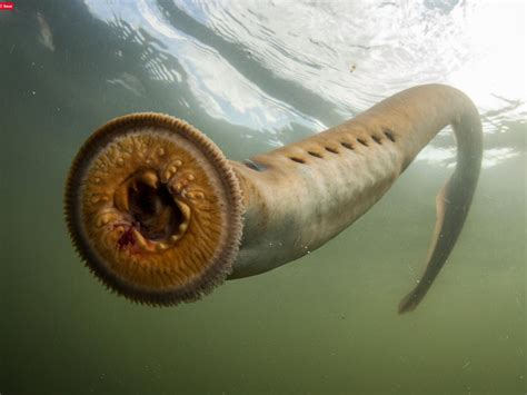 Under The Water, Life Under The Sea, Underwater Creatures, Underwater Life, Underwater Photos ...