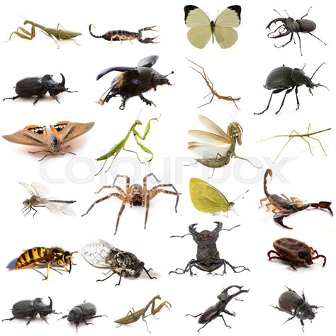 Group of european insects in front of ... | Stock image | Colourbox