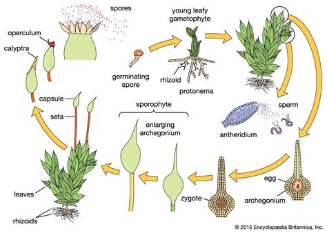 Alternation Of Generations Moss