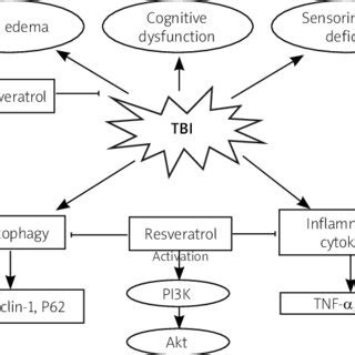 A simplified schematic diagram representing neuro-protective mechanisms ...