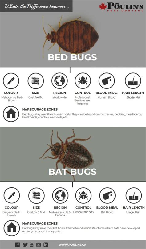 Bed Bugs vs. Bat Bugs - Poulin's Pest Control