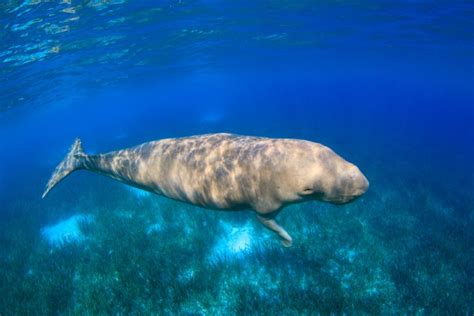 Dugong - Facts, Diet & Habitat Information