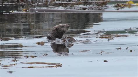 Sea Otters Return To Alaska's Glacier Bay After 250 Years | Science Times