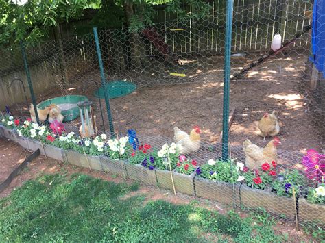 10 Joys of Keeping Backyard Chickens. | The Kuntry Klucker