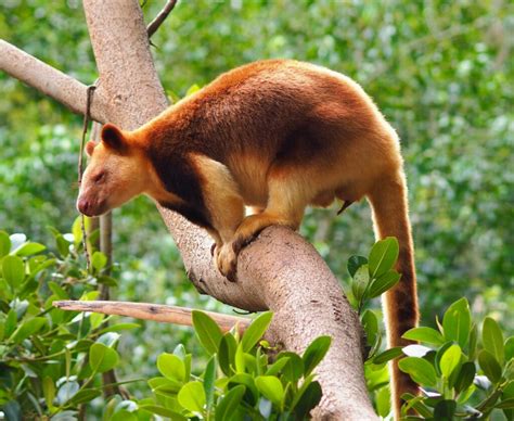 Megafauna in New Guinea outlived their Australian relatives • Earth.com