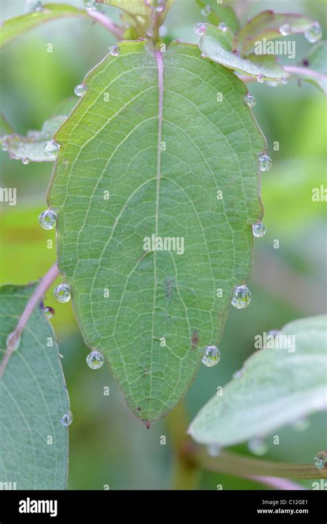 Guttation from hydathodes in the margin of a jewelweed leaf Stock Photo ...