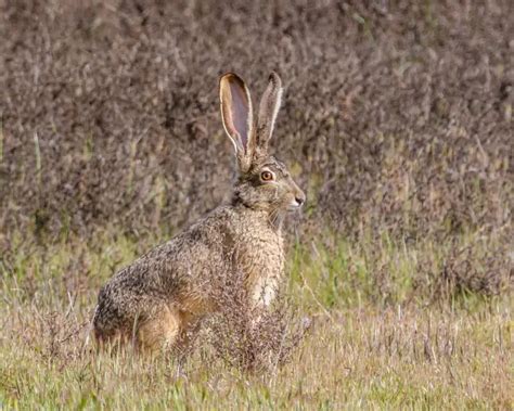 Black-Tailed Jackrabbit - Facts, Diet, Habitat & Pictures on Animalia.bio