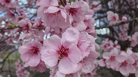 Peach blossom dyes SW China's Tibet Autonomous Region pink - CGTN