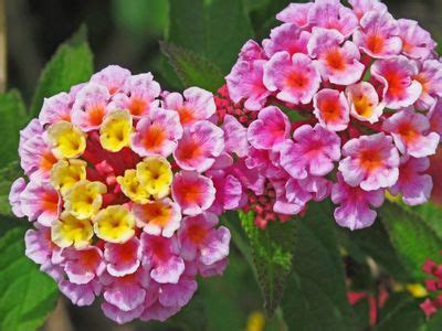 Multi-Colored Lantana Flowers: Reasons Behind Lantana Flower Color Change