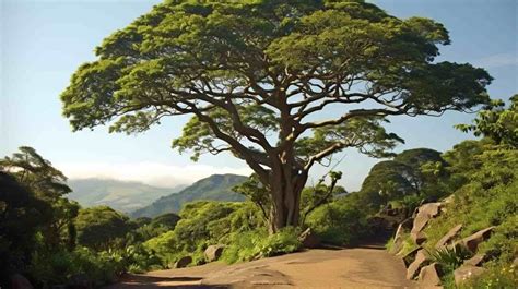 African Mahogany Tree