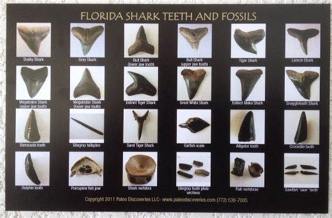 Shark Teeth and Fossils Identification Chart / Postcard | 772-539-7005 ...