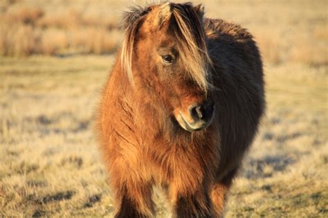 Best Dartmoor Wildlife, Dartmoor, Dartmoor National Park