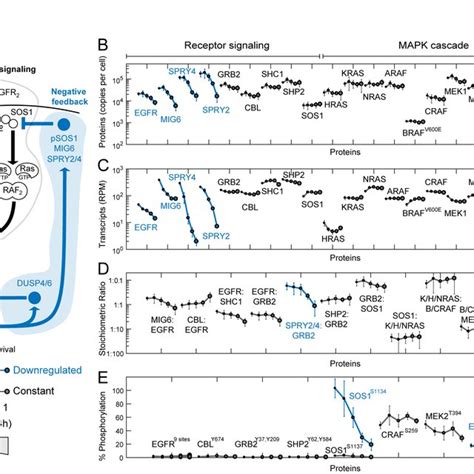 BRAF V600E melanoma cells exposed to RAF inhibitors exhibit spontaneous ...