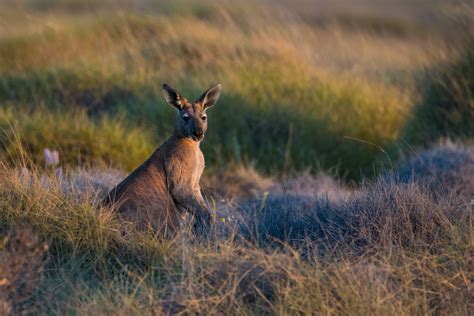 Where to see wildlife in Australia — Josh Prostejovsky