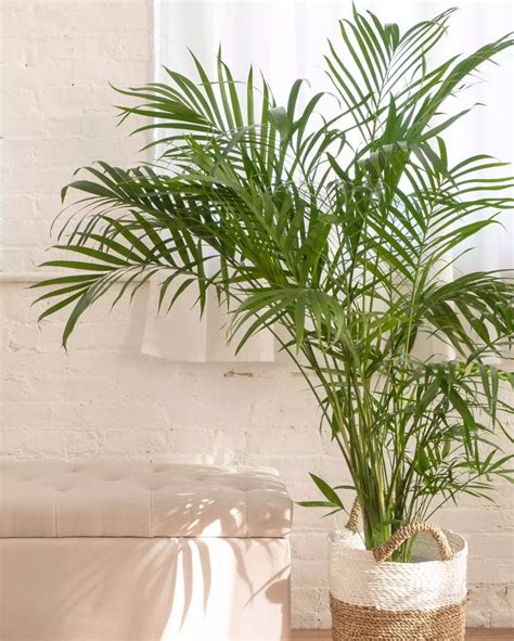 Types of Indoor Palm Plants to Grow Areca Palm or Bamboo Palm | Indoor ...