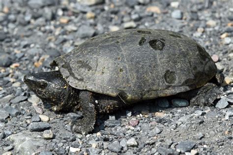 Sternotherus odoratus – Eastern Musk Turtle | Vermont Reptile and Amphibian Atlas