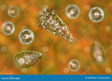 Brain-eating Amoeba Naegleria Fowleri Stock Illustration - Illustration ...