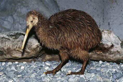 Kiwi birds younger than originally thought, U of T research shows