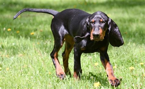 What Breeds Make the Best Hunting Dogs? Our Top 10 Picks! - Wilderness Today