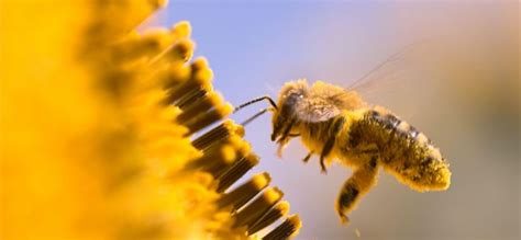 Foraging Behavior of Honey Bee - AgriHunt - A Hunt for Agricultural Knowledge