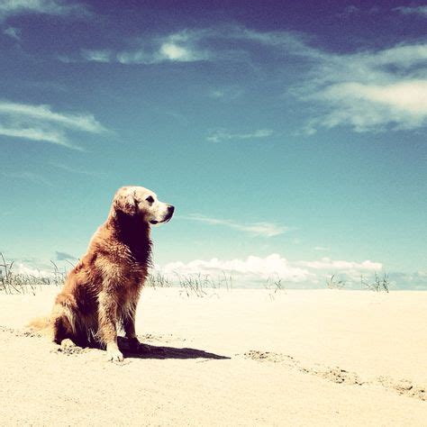 Golden Retriever on the beach. I promised that when we move to the beach Chris can get his ...