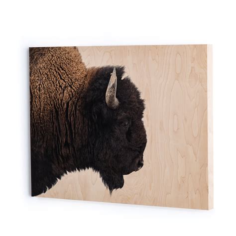 American Bison Wall Art