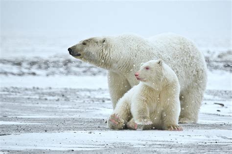 Many people joke about albino polar bears, but this is how different ...