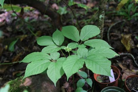 Ginseng Through the Seasons | Ginseng plant, Ginseng, Medicinal plants