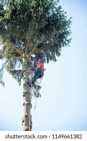 Tree Surgeon Wearing Safety Harness Cuts Stock Photo 1149661382 | Shutterstock