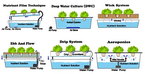 6 Different Types Of Hydroponic Systems - NoSoilSolutions