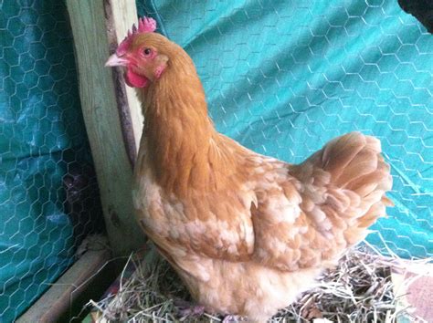 Cochin | BackYard Chickens - Learn How to Raise Chickens