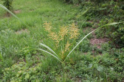 Yellow nutsedge – Cyperus esculentus - Plant & Pest Diagnostics