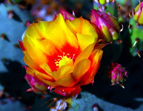 Sonoran Desert #2 | Plants, Sonoran desert, Flowers