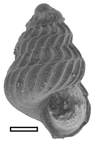 Fossil Snail Shells Offer New Tool for Determining Ancient Ocean ...