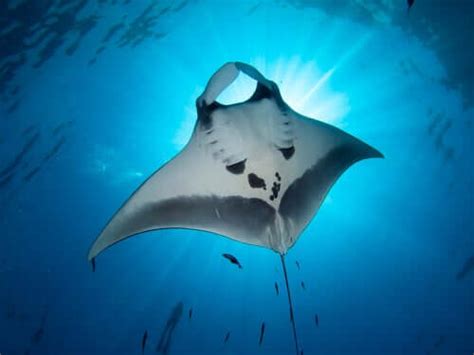 The Manta Ray - Beautiful and Mysterious - My Animals